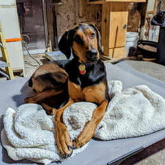 A Tribute to the Loyal Shop Dog